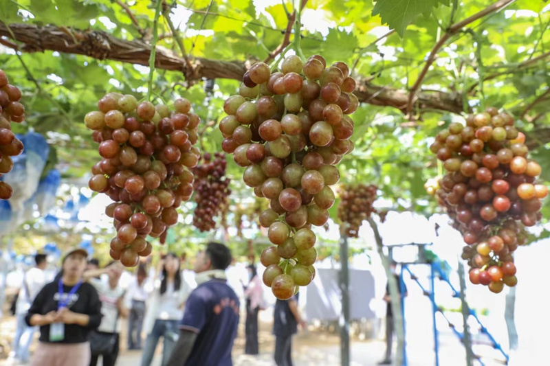 世界葡萄酒之窗：​一场奇特的“葡萄酒世界之旅”凯发K8登陆vip首都两区建设全媒